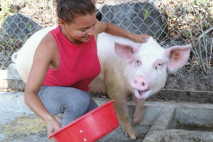 3 piglets for a family
