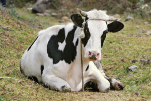A cow for a poor family